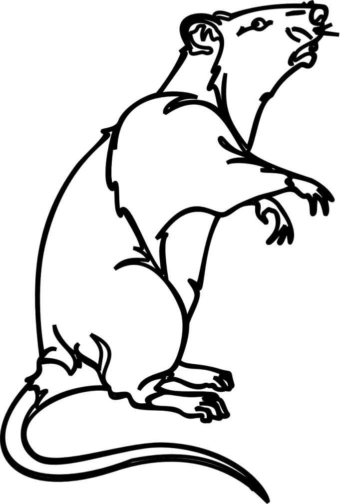 Bruine rat Detailopname van een bruine rat muis met grote zwarte ogen.
