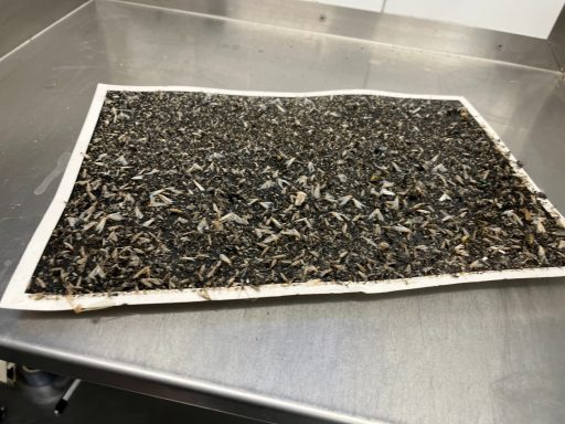 Een kleefplaat vol met vliegende insecten.